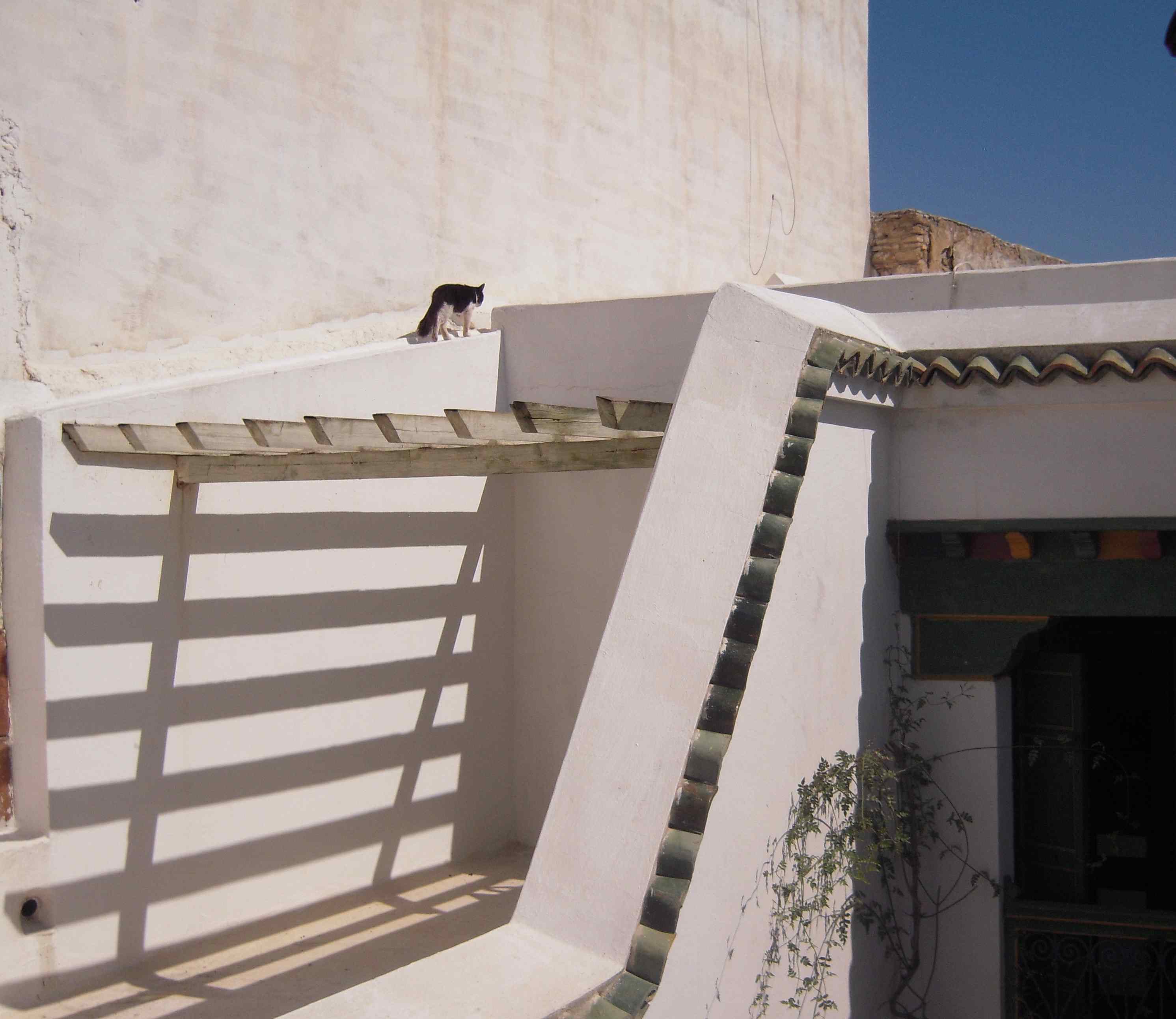 chat sur terrasse