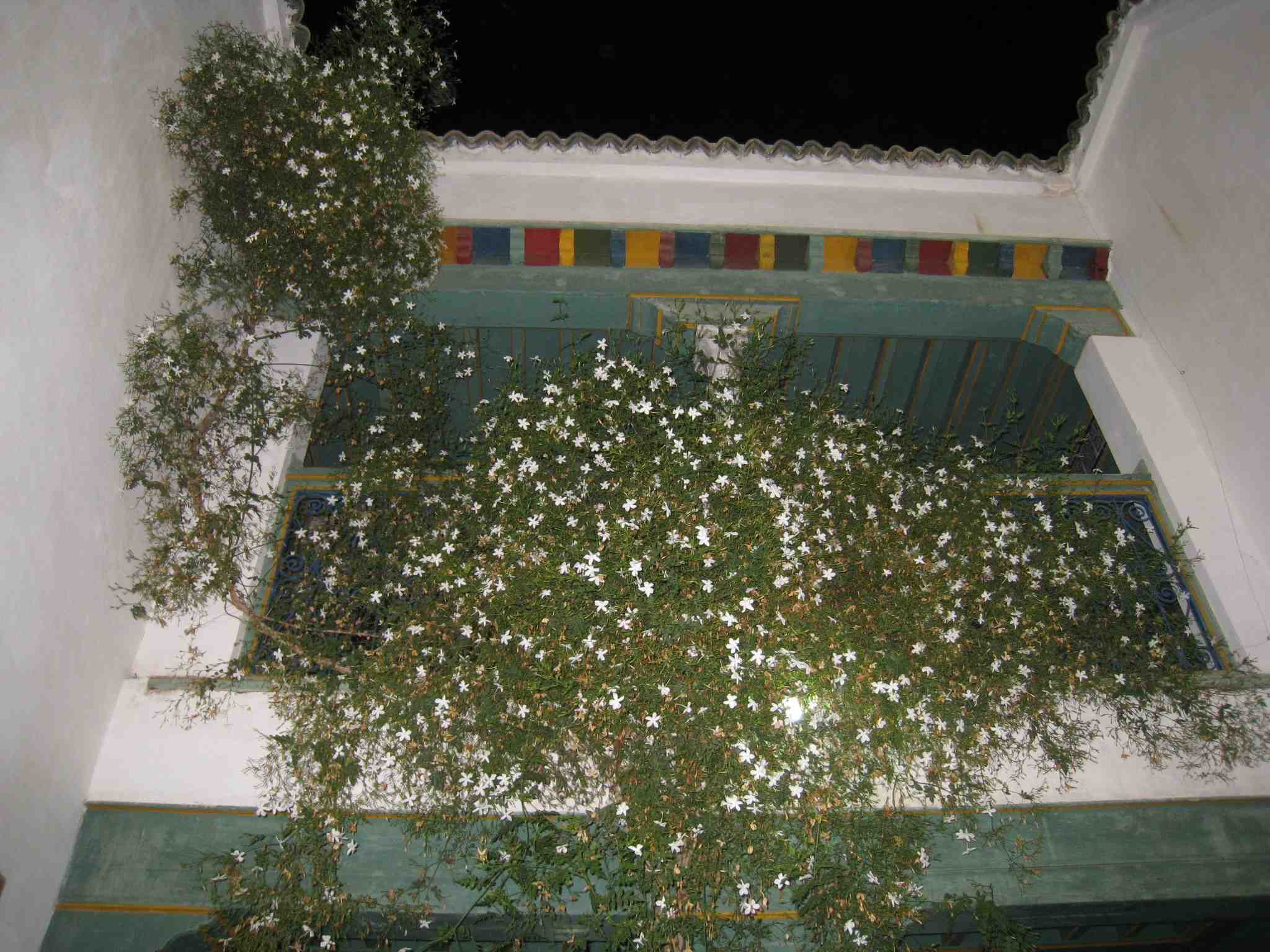 jasmin en fleurs